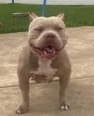 Megan, a female American Bully for sale in Columbus, GA – 2 of 10