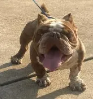 Megan, a female American Bully for sale in Columbus, GA – 3 of 10