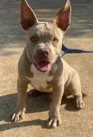 Megan, a female American Bully for sale in Columbus, GA – 8 of 10