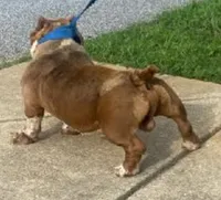 Megan, a female American Bully for sale in Columbus, GA – 1 of 10