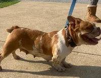 Megan, a female American Bully for sale in Columbus, GA – 9 of 10
