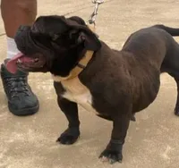Megan, a female American Bully for sale in Columbus, GA – 6 of 10