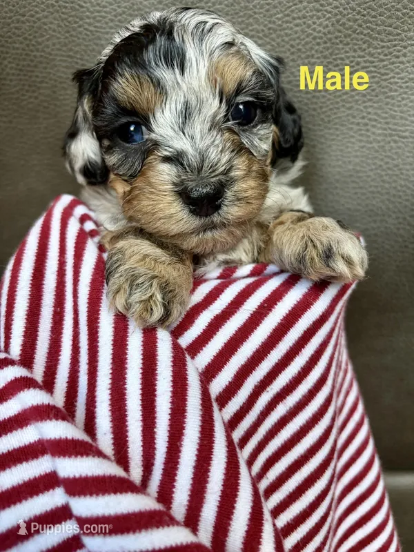 Buddy  – Havapoo puppy for sale in Vancouver, WA