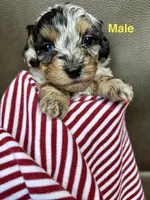 Buddy , a male Havapoo for sale in Vancouver, WA – Photo 1 of 5