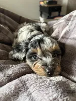 Buddy , a male Havapoo for sale in Vancouver, WA – Photo 5 of 5