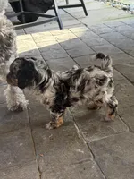 Buddy , a male Havapoo for sale in Vancouver, WA – Photo 3 of 5