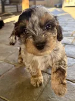 Buddy , a male Havapoo for sale in Vancouver, WA – Photo 2 of 5