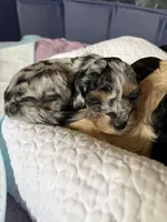 Buddy , a male Havapoo for sale in Vancouver, WA – Photo 4 of 5