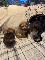 Diesel, a male Havanese for sale in North Bend, OR – 4 of 4