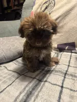 Diesel, a male Havanese for sale in North Bend, OR – 3 of 4