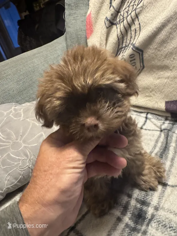Diesel – Havanese puppy for sale in North Bend, OR