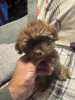 Diesel, a male Havanese for sale in North Bend, OR – 1 of 4