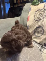 Turbo, a male Havanese for sale in North Bend, OR – 3 of 4