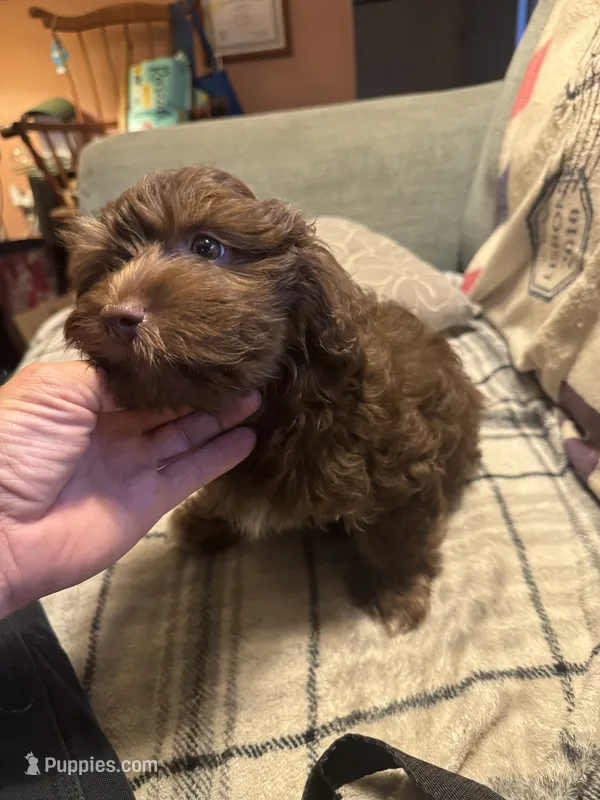 Turbo – Havanese puppy for sale in North Bend, OR