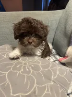 Daisy , a female Havanese for sale in North Bend, OR – 3 of 3