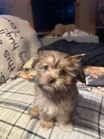 Cooper, a male Havanese for sale in North Bend, OR – 1 of 3