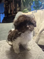 Daisy , a female Havanese for sale in North Bend, OR – 1 of 3