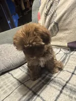 Diesel, a male Havanese for sale in North Bend, OR – 2 of 4