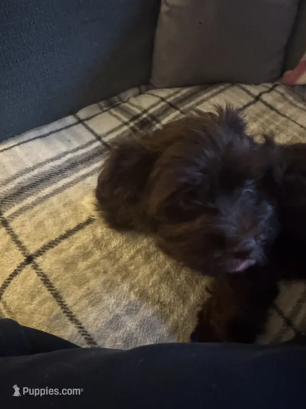 Bentley  – Havanese puppy for sale in North Bend, OR