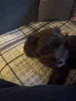 Bentley , a male Havanese for sale in North Bend, OR – 1 of 2
