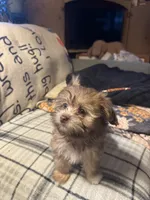 Cooper, a male Havanese for sale in North Bend, OR – 3 of 3