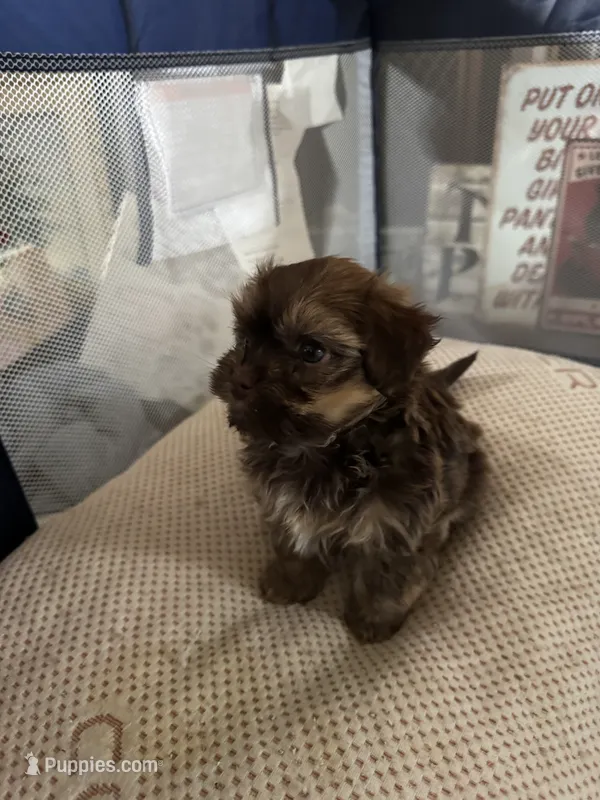 Diesel – Havanese puppy for sale in North Bend, OR