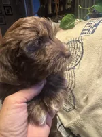 Turbo, a male Havanese for sale in North Bend, OR – 4 of 4