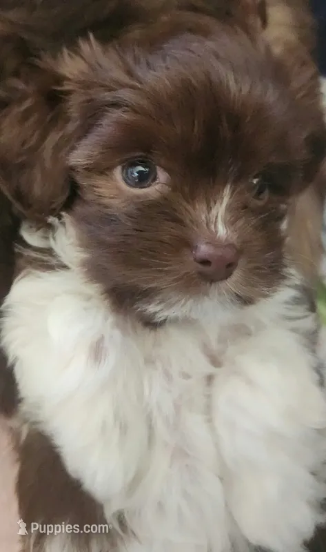 Daisy  – Havanese puppy for sale in North Bend, OR