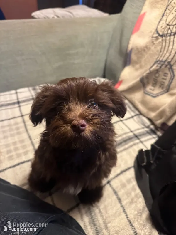 Bentley  – Havanese puppy for sale in North Bend, OR