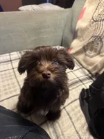 Bentley , a male Havanese for sale in North Bend, OR – 2 of 2