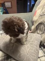 Daisy , a female Havanese for sale in North Bend, OR – 2 of 3