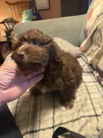 Turbo, a male Havanese for sale in North Bend, OR – 2 of 4
