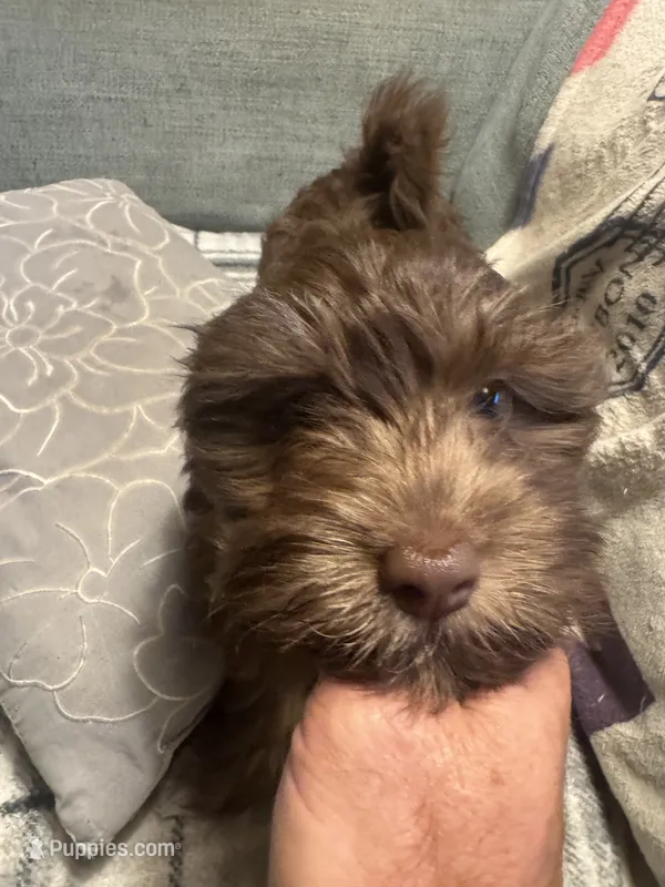Turbo – Havanese puppy for sale in North Bend, OR