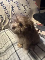 Cooper, a male Havanese for sale in North Bend, OR – 2 of 3