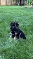 Rex, a male German Shepherd Dog for sale in Seattle, WA – 2 of 3