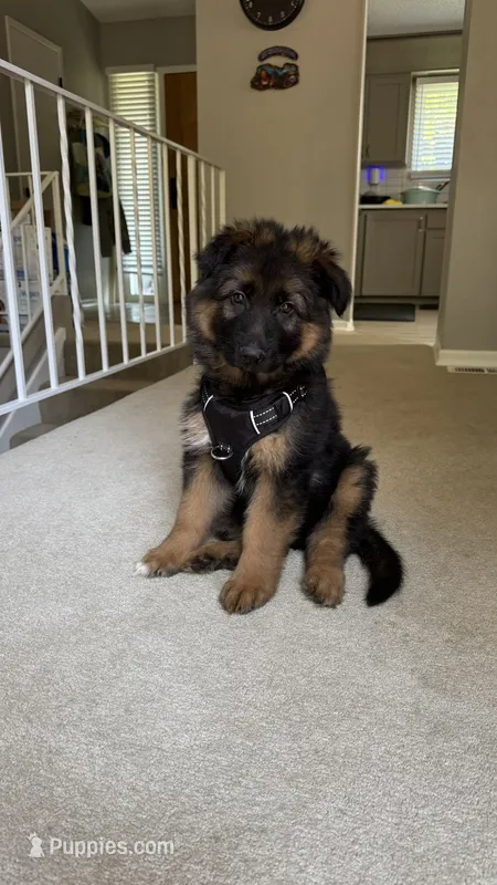 Rex – German Shepherd Dog puppy for sale in Seattle, WA