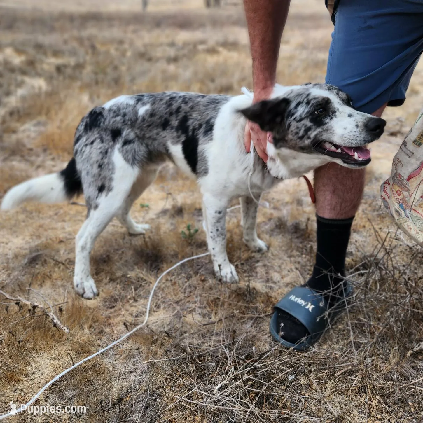BW Boy, a male Australian Cattle Dog and Border Collie for sale in Paradise, CA – Photo 3 of 4