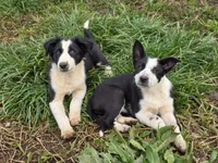 BW Boy, a male Australian Cattle Dog and Border Collie for sale in Paradise, CA – Photo 2 of 4