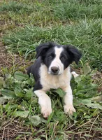 BW Boy, a male Australian Cattle Dog and Border Collie for sale in Paradise, CA – Photo 1 of 4