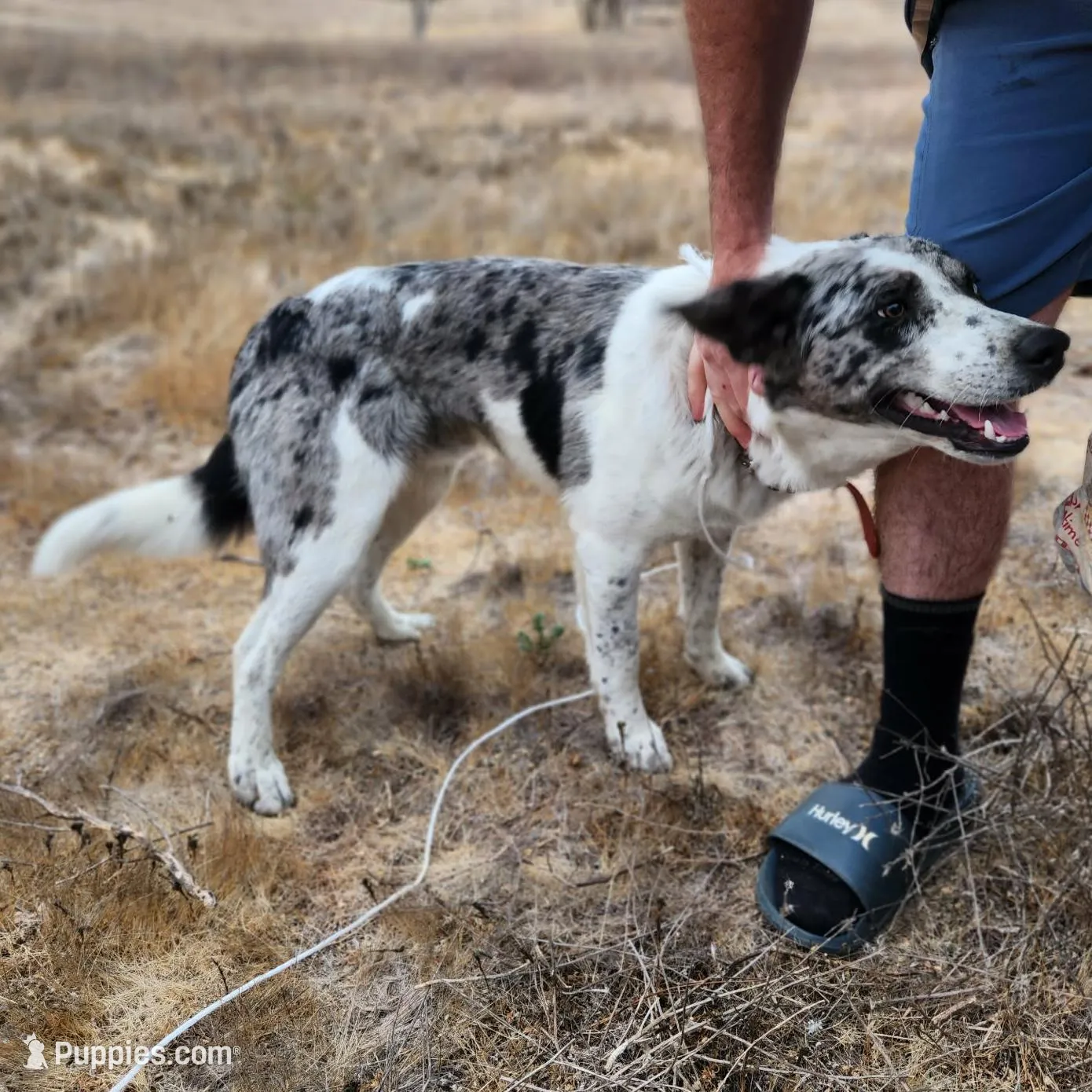 Merle girl, a female Australian Cattle Dog and Border Collie for sale in Paradise, CA – Photo 5 of 5