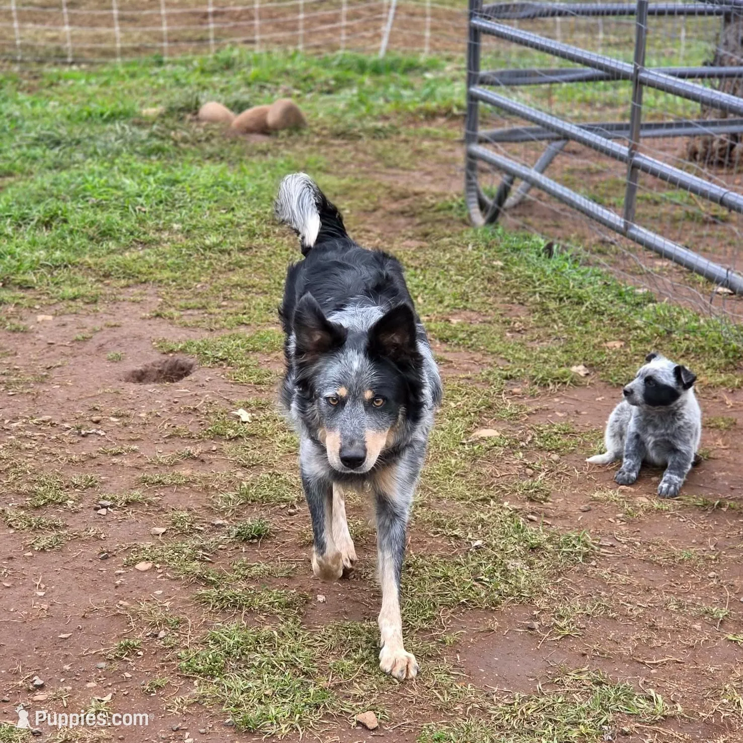 Merle girl, a female Australian Cattle Dog and Border Collie for sale in Paradise, CA – Photo 4 of 5