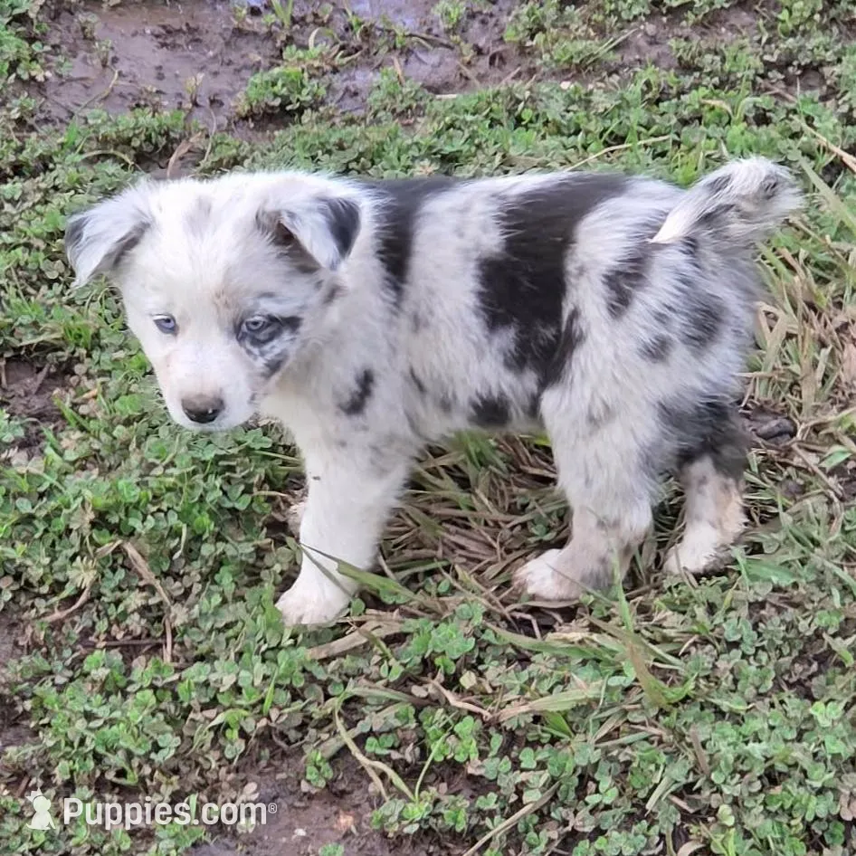 Merle girl, a female Australian Cattle Dog and Border Collie for sale in Paradise, CA – Photo 2 of 5