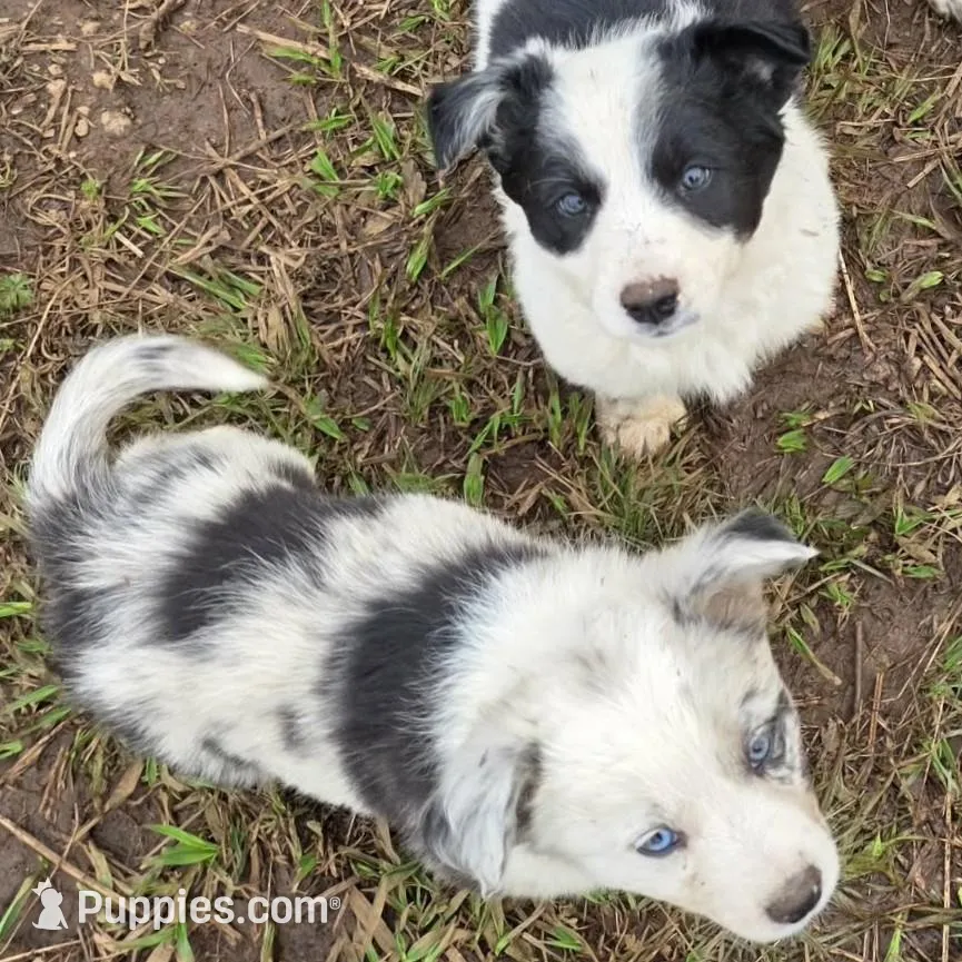 Merle girl, a female Australian Cattle Dog and Border Collie for sale in Paradise, CA – Photo 3 of 5