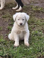 White Boy, a male Australian Cattle Dog and Border Collie for sale in Paradise, CA – Photo 4 of 6