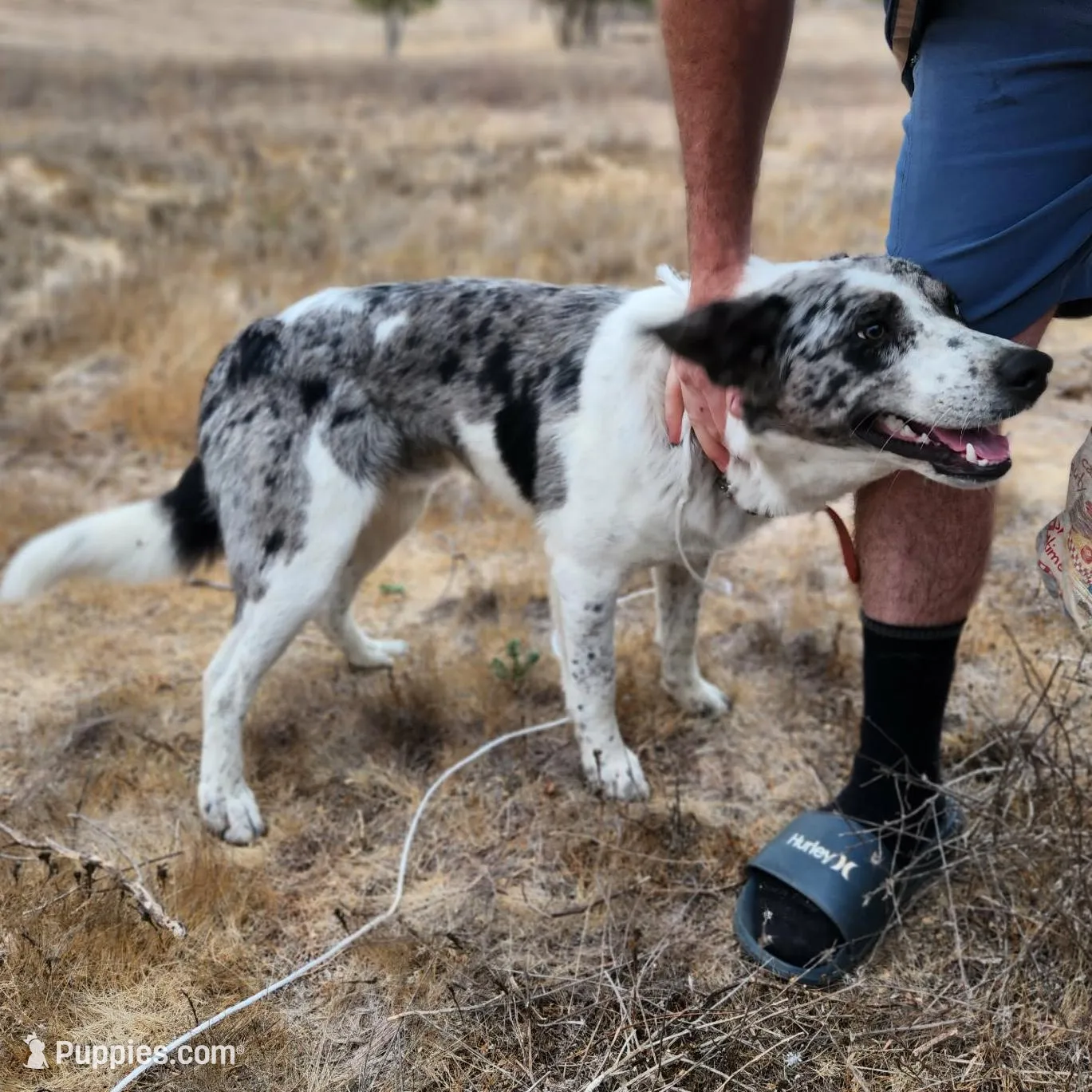 White Boy, a male Australian Cattle Dog and Border Collie for sale in Paradise, CA – Photo 6 of 6