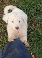 White Boy, a male Australian Cattle Dog and Border Collie for sale in Paradise, CA – Photo 2 of 6