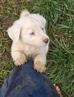White Boy, a male Australian Cattle Dog and Border Collie for sale in Paradise, CA – Photo 3 of 6