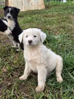 White Boy, a male Australian Cattle Dog and Border Collie for sale in Paradise, CA – Photo 1 of 6