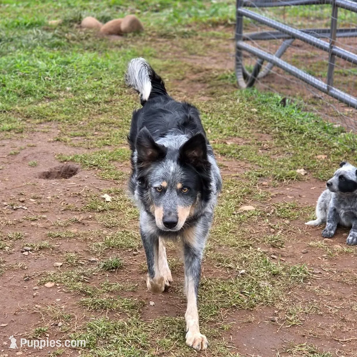 White Boy, a male Australian Cattle Dog and Border Collie for sale in Paradise, CA – Photo 5 of 6