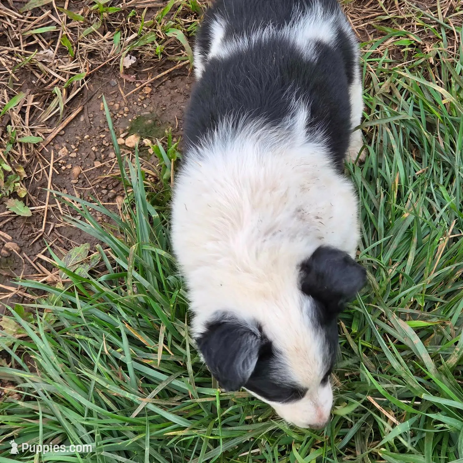 BW Girl, a female Australian Cattle Dog and Border Collie for sale in Paradise, CA – Photo 3 of 6